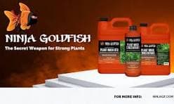 Ninja Goldfish